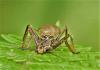 Perla marginata